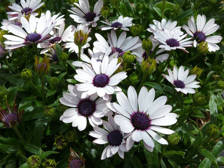 African Daisies in white colour