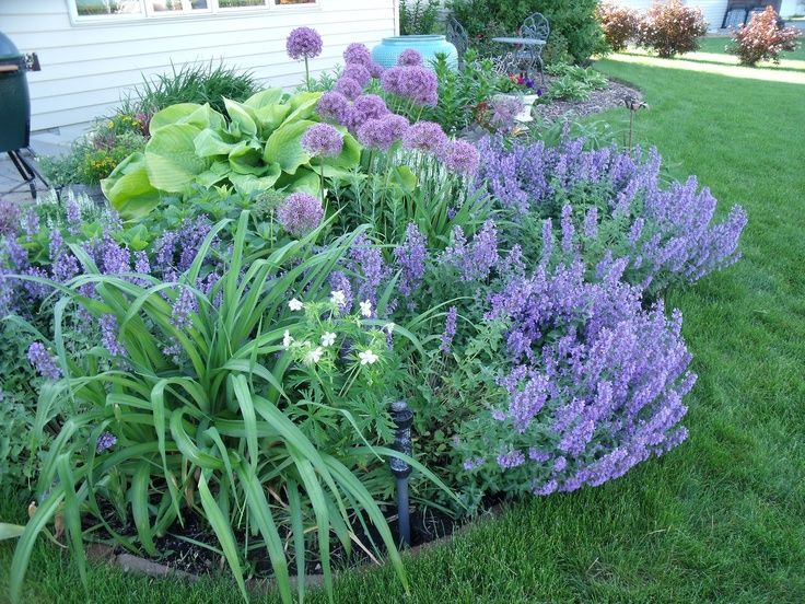 Best Plants to Grow in Your Garden