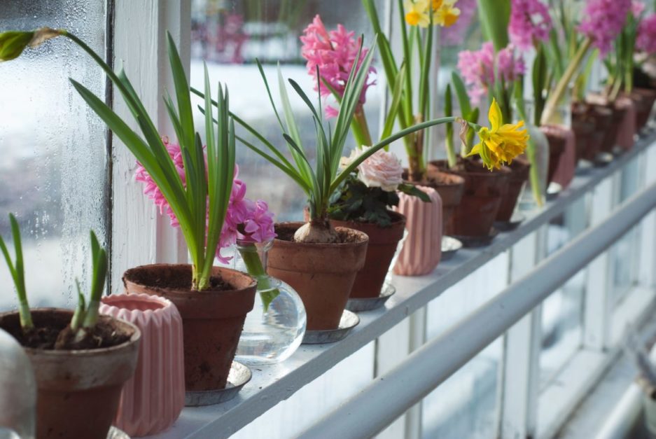 different pots of flowers 