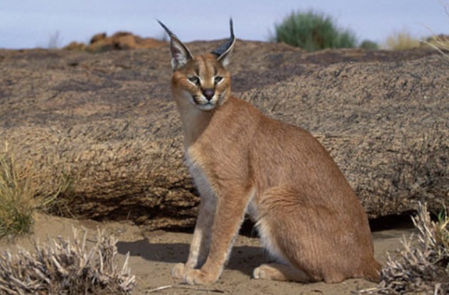 the image of a caracal 