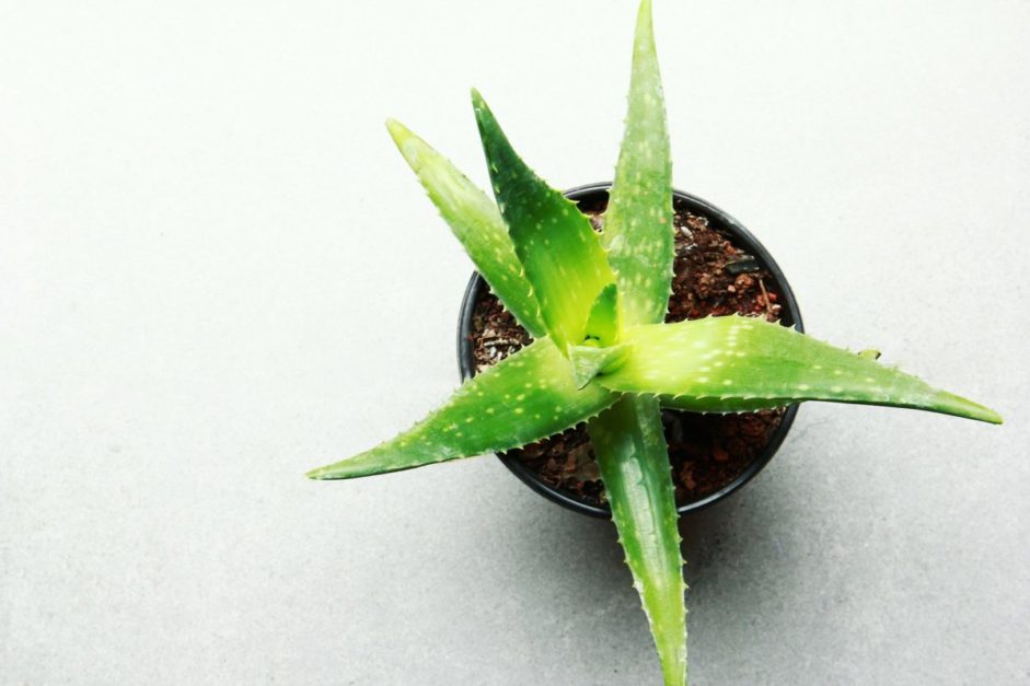 top view of aloe vera plant