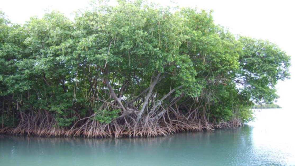 the island of mangrove forest in pakistan along delta of River indus