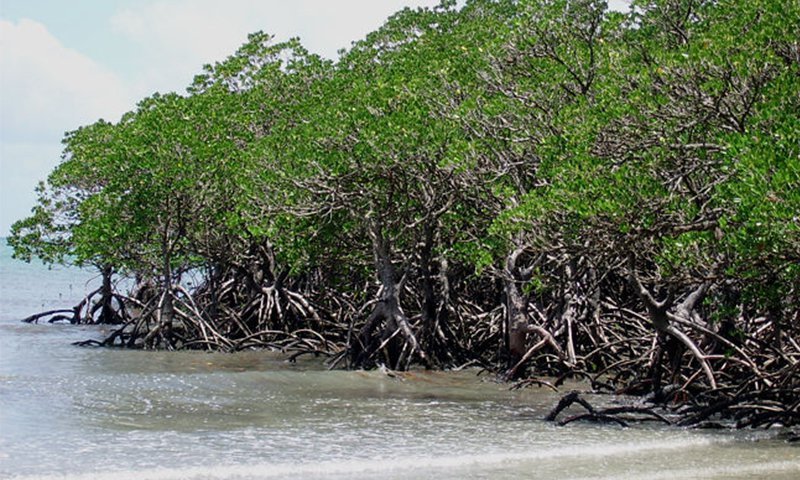 The island of mangrove forest in Sindh Pakistan