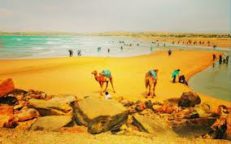 Camels walking on the beach