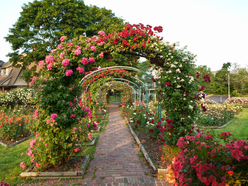 rose flower arch in a garden