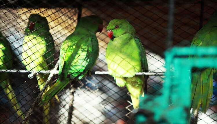 Parrots in a cage at Empress Market