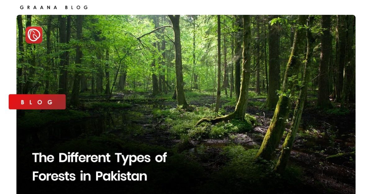 The Different Types of Forests in Pakistan