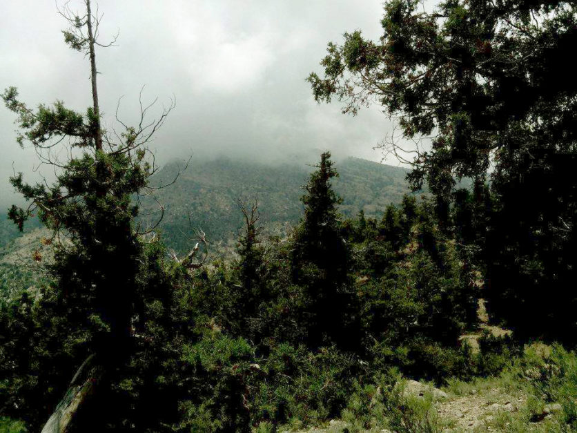 Ziarat Juniper Forest