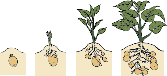 an image of potato growing process