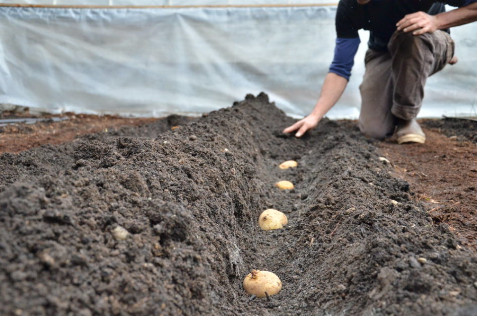Girl is planting potatoes in field