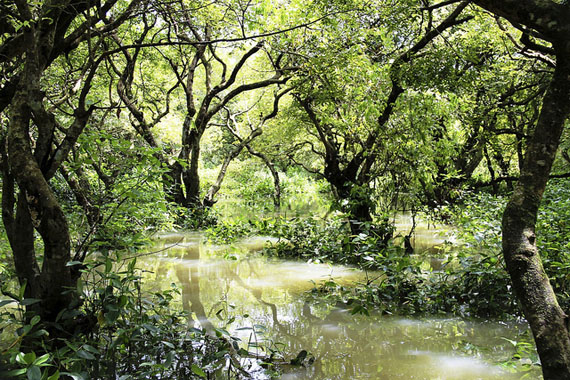 swamp forests in Pakistan