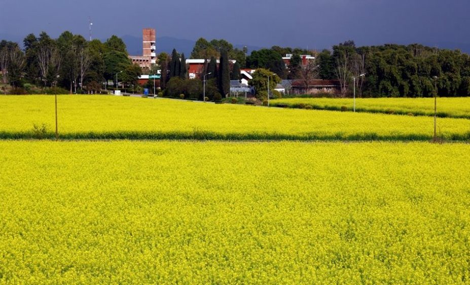 National Agricultural Research Centre (NARC) building with greenery in the front yard