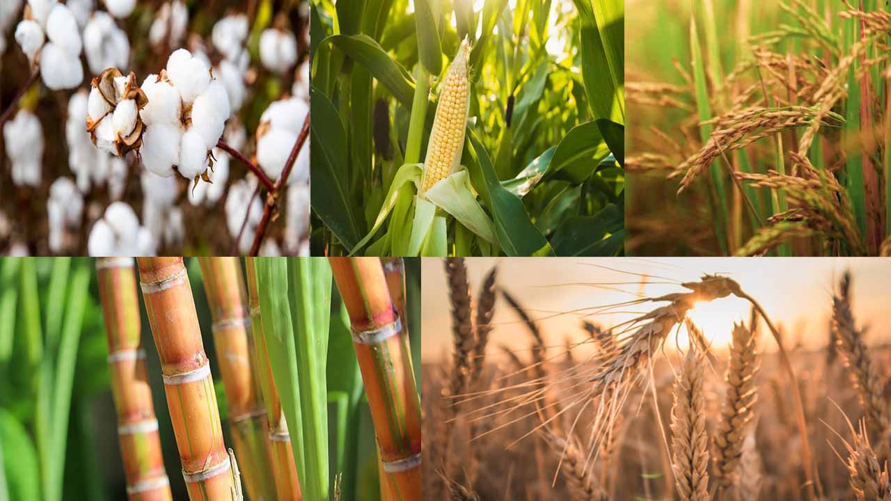 Agriculture in Pakistan and Its Impact on the Economy