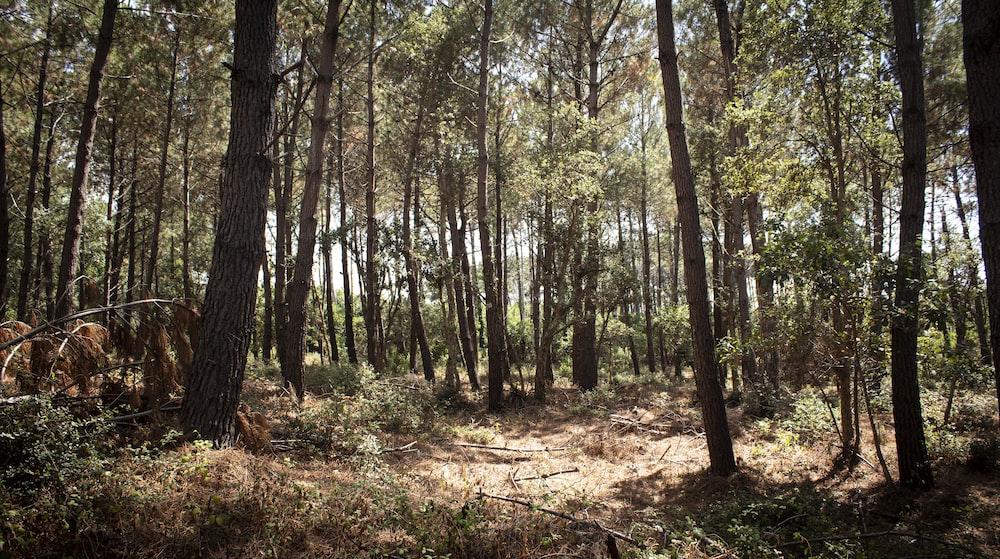 dry forest