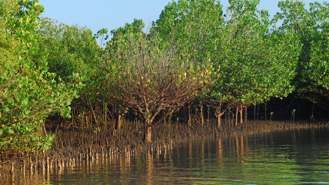 mangroves