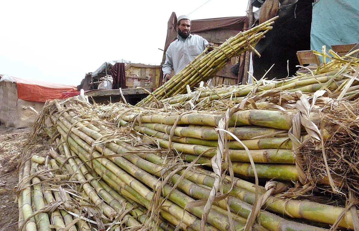 packs of sugar cane