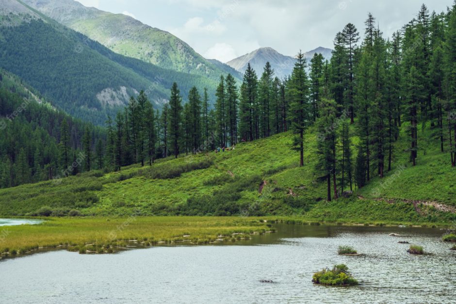 Alpine Forests