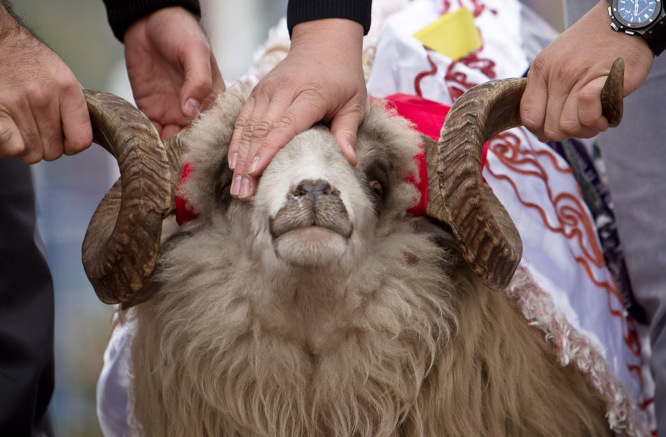 a person covered qurbani animal eyes