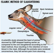 Qurbani Dua: A Comprehensive Guide | Graana.com