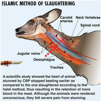 Islamic method of Qurbani