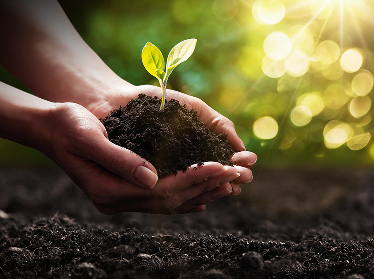 a person carrying soil in hand with a budding plant