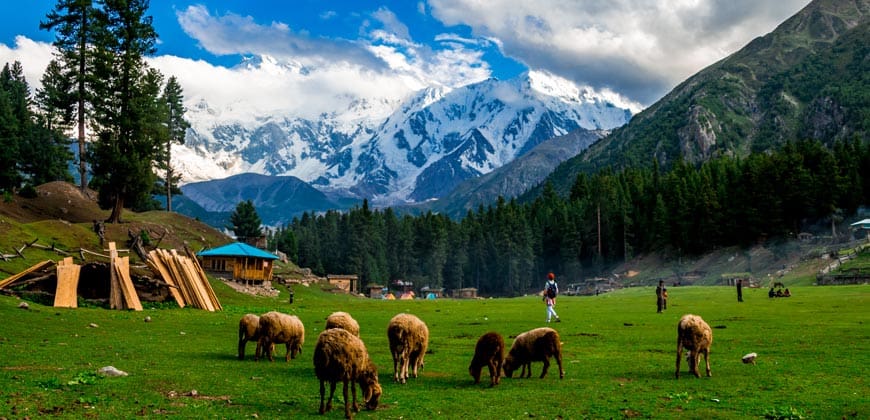 animals grazing in the field