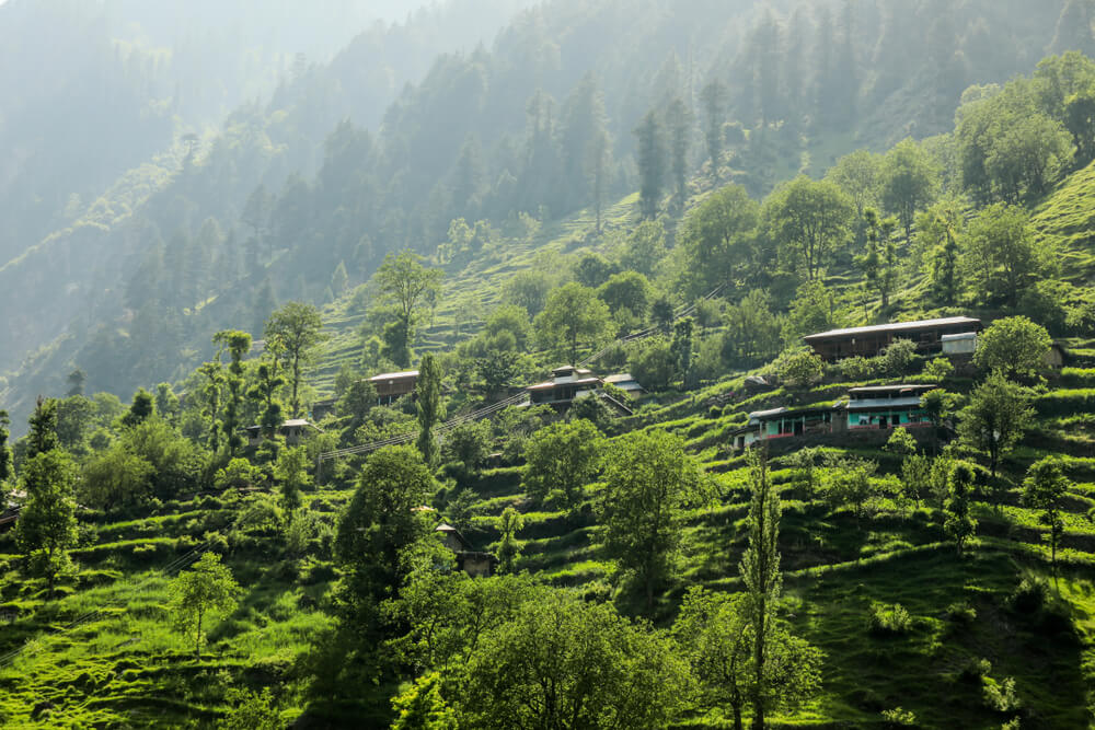 forest in view