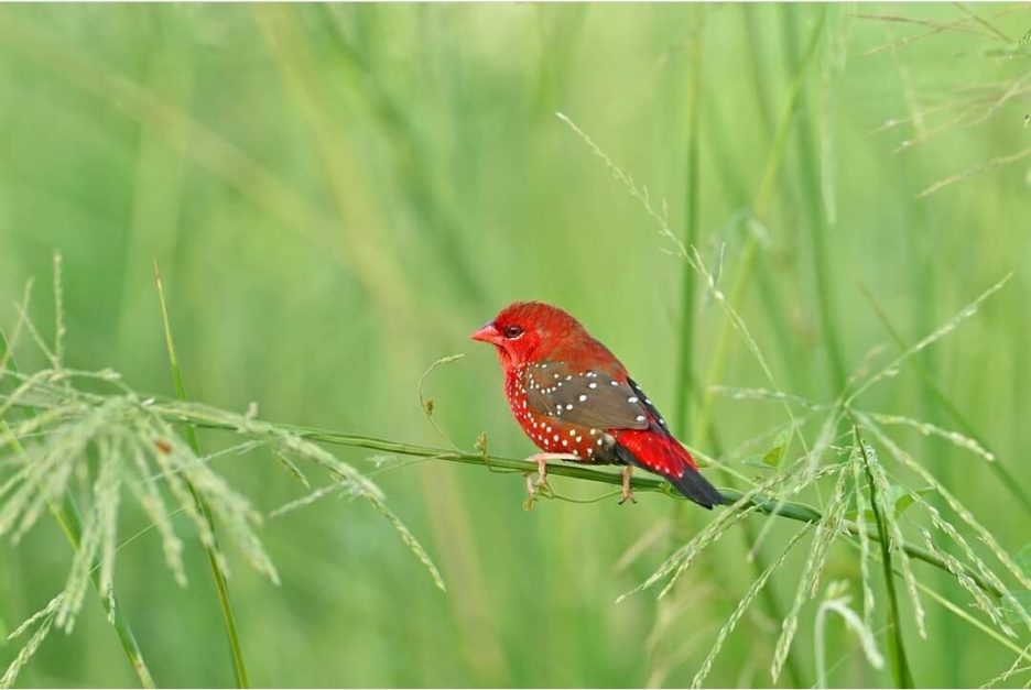 image of a strawberry finch