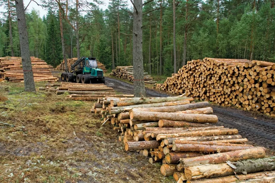 lumber piles