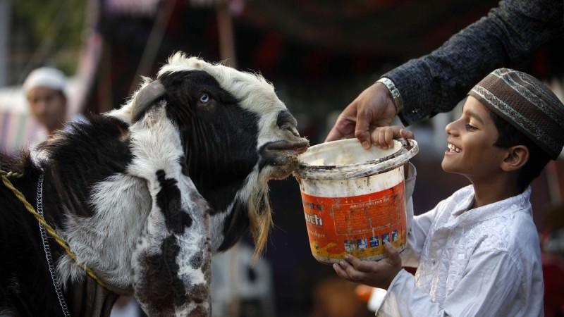 a boy giving water to goat(qurbani)