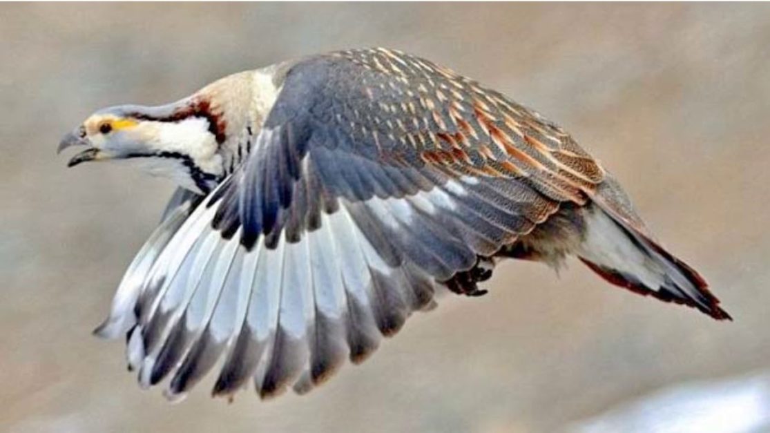 Himalayan snowcocks flying