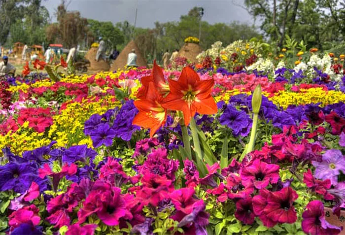 Different Flowers in Rose and Jasmine Garden