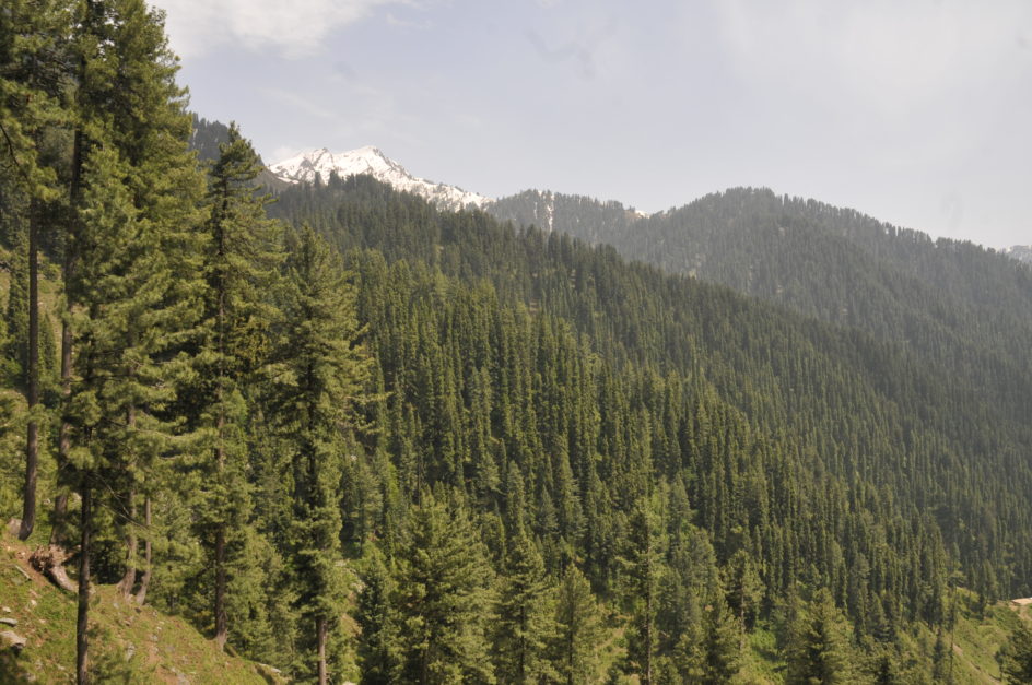 Tall tress in Miandam valley in Swat