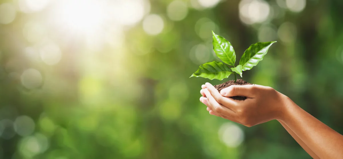 a person holding a plant in their hands