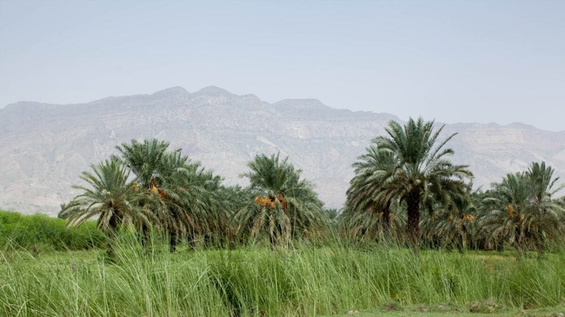 date trees of dhaki in di khan