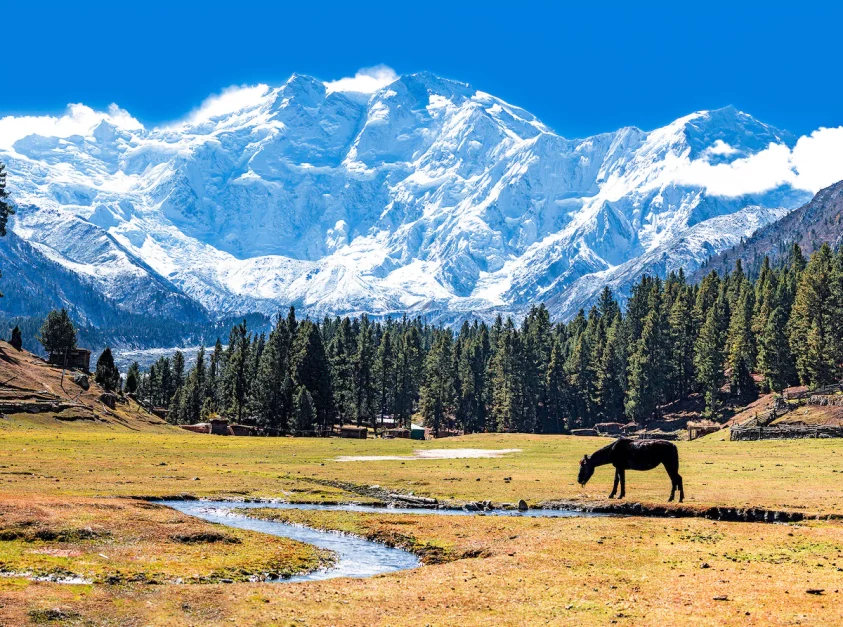 a horse is eating grass at fairy meadows