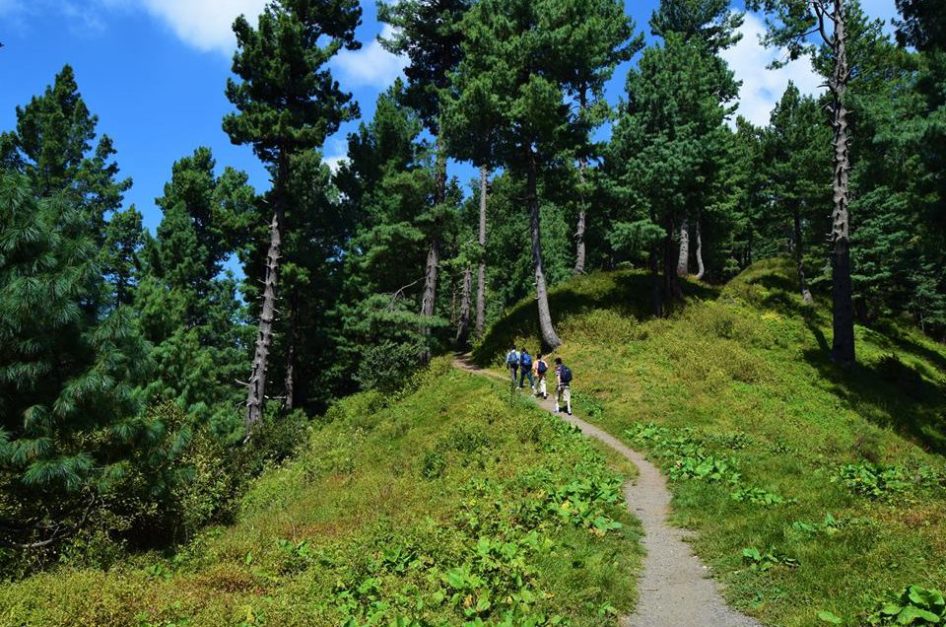 A trek on Miranjani top covered with tall trees