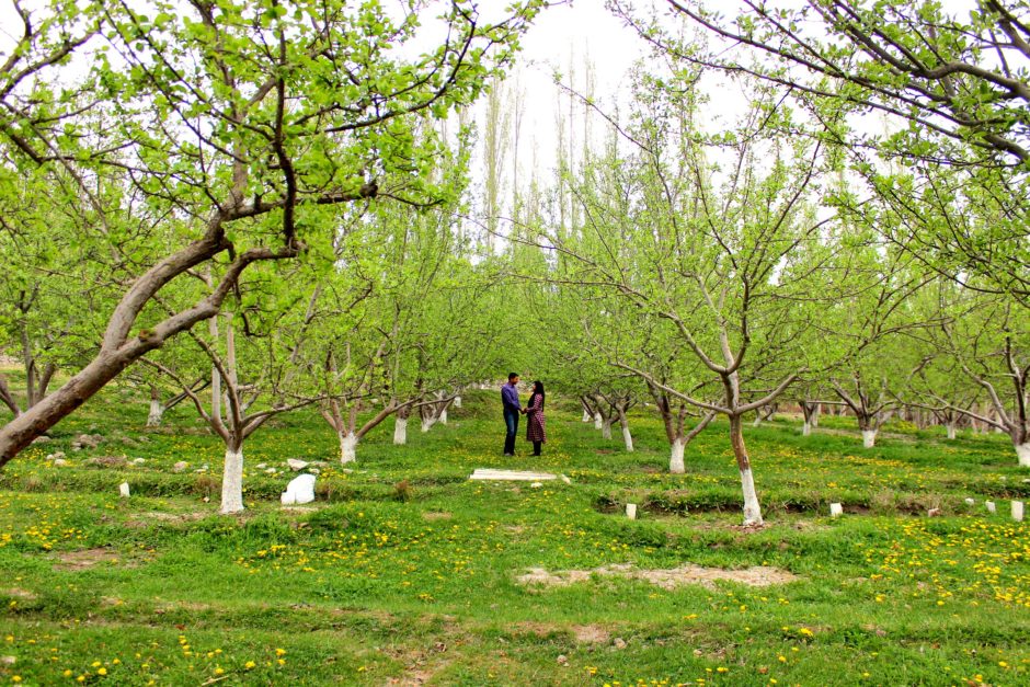 Hashopi Garden