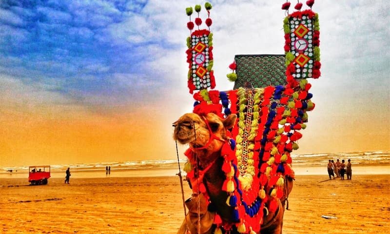 a camel at beach