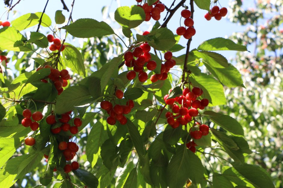 cherry tree with bunches of cherries