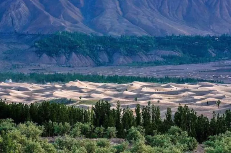 trees at katpana desert