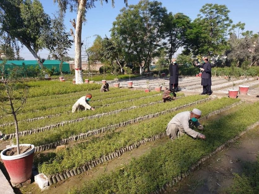 Forestation Campaign in Pakistan