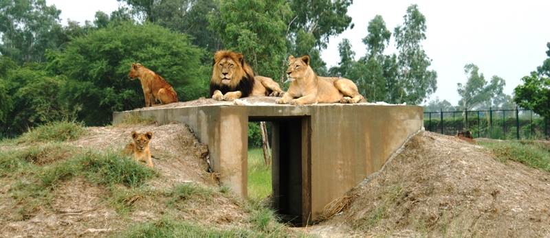 Lions at Lahore Wildlife Park: