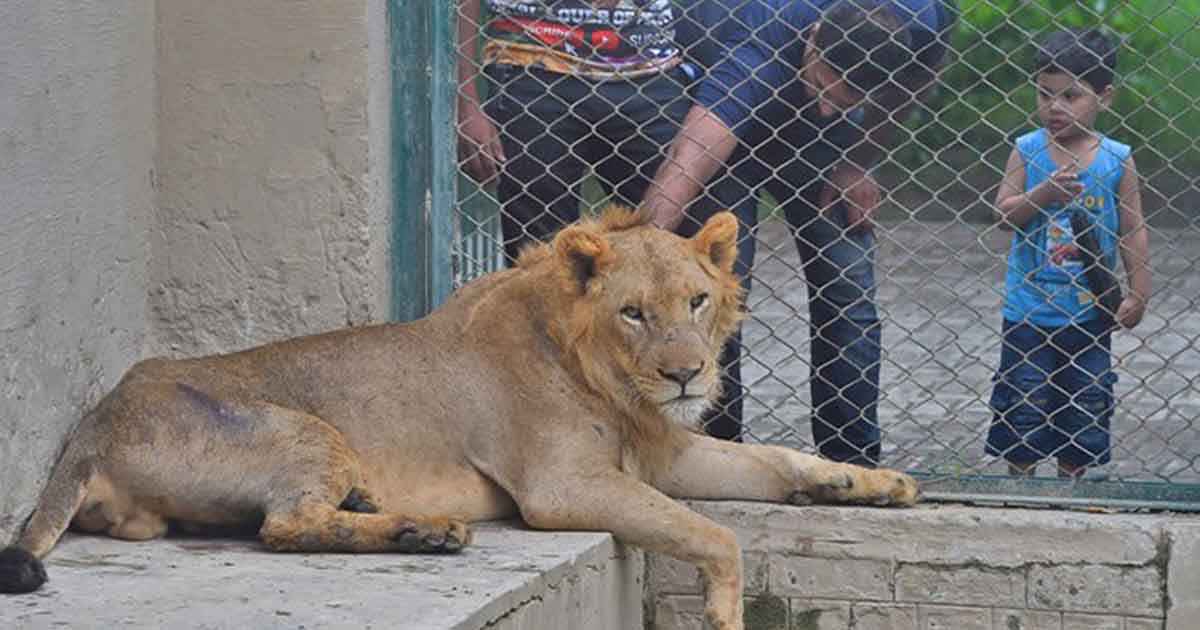 a lion sitting in lahore wildlife park