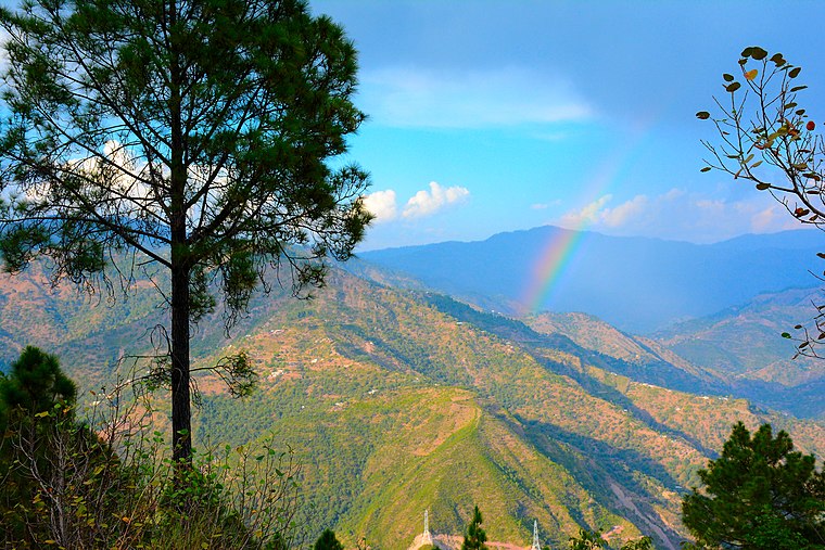 a tree with mountains in background