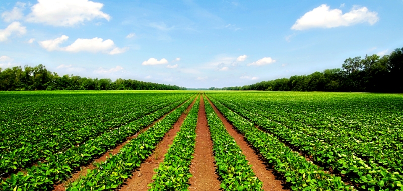 agricultural fields