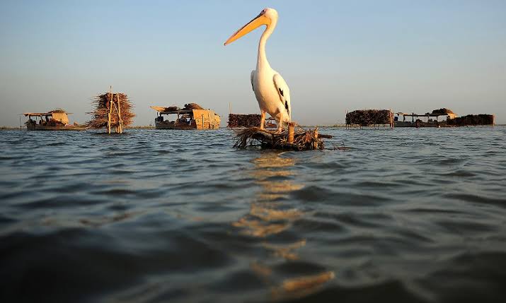 Bird sitting in water at manchar lake