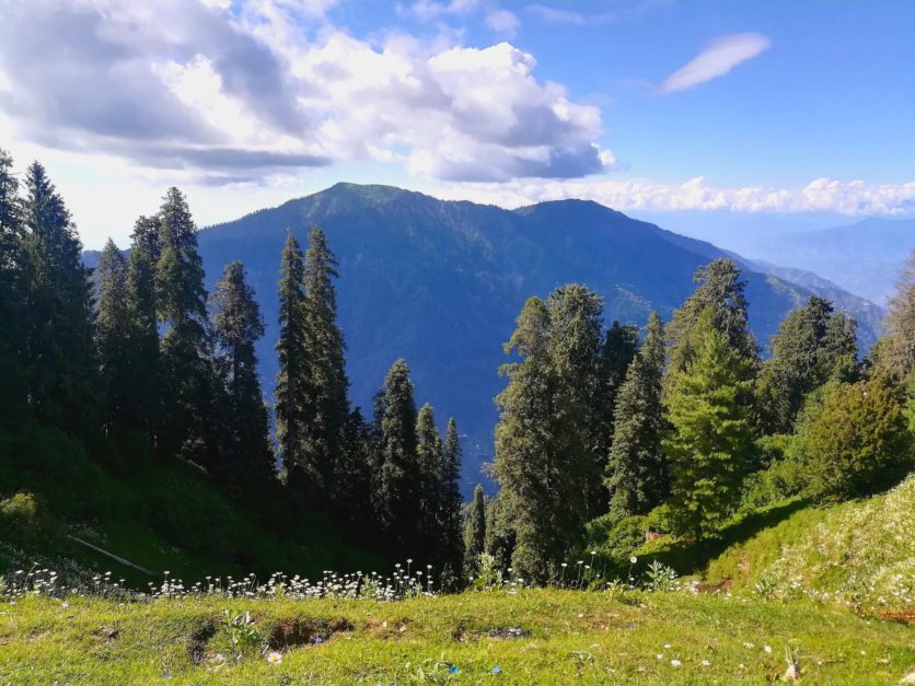 greean meadows with tall trees and majestic mounbtaun in the background