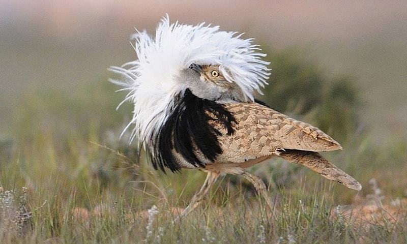 houbara bustard