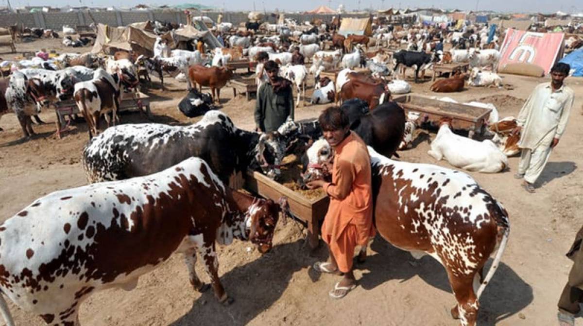 image of a cattle market